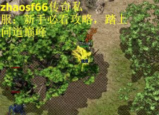zhaosf66传奇私服：新手必看攻略，踏上问道巅峰